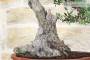 6 - Bonsai di Lentisco (51)