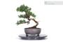 3 - Tavolino girevole per lavorazione bonsai - diametro 35 cm.