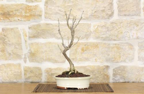 2 - Bonsai di Glicine (6)