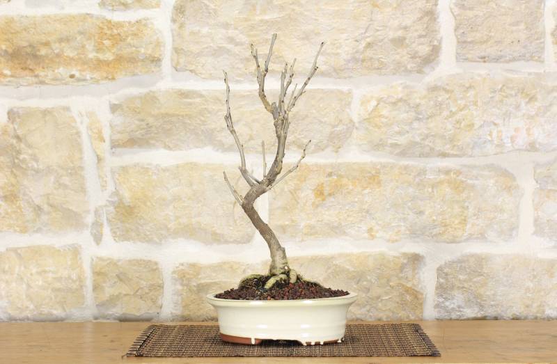 2 - Bonsai di Glicine (6)