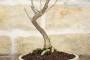 4 - Bonsai di Glicine (6)