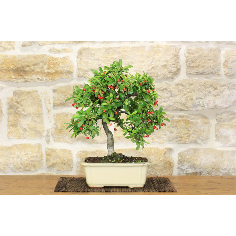 Pyracantha Coccinea bonsai (146)