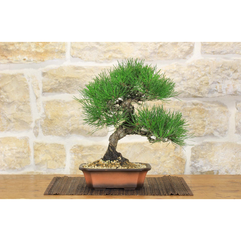 Thunbergii Black Pine Bonsai (49)