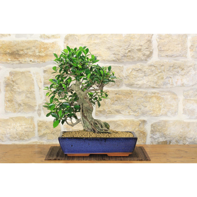 Ficus Retusa Bonsai (155)
