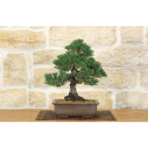 Black Pine Bonsai Thunbergii Kotobukii (46)