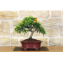 Pyracantha Coccinea bonsai (147)