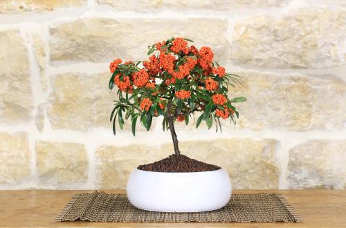 2 - Bonsai di Pyracantha in ciotola bassa - bacche arancioni