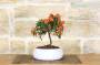 3 - Bonsai di Pyracantha in ciotola bassa - bacche arancioni