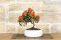 4 - Bonsai di Pyracantha in ciotola bassa - bacche arancioni