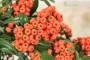 5 - Bonsai di Pyracantha in ciotola bassa - bacche arancioni