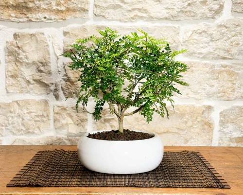 bonsai di pepe giapponese