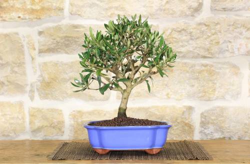 2 - Bonsai di Olivo in vaso a nuvola azzurro