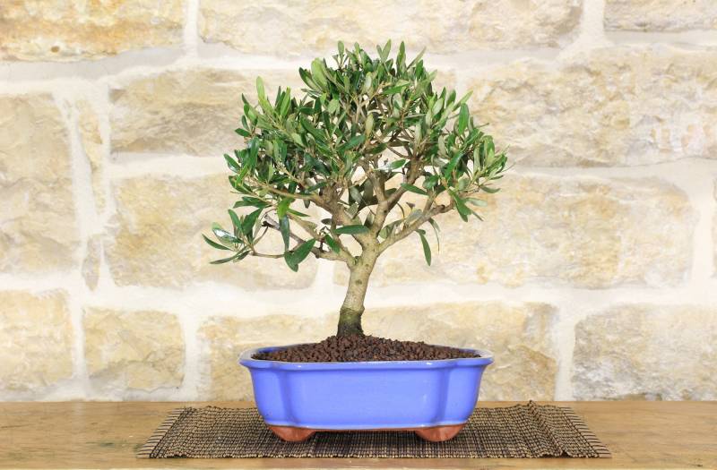 2 - Bonsai di Olivo in vaso a nuvola azzurro
