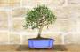 2 - Bonsai di Olivo in vaso a nuvola azzurro