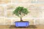 3 - Bonsai di Olivo in vaso a nuvola azzurro
