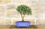 4 - Bonsai di Olivo in vaso a nuvola azzurro