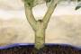 5 - Bonsai di Olivo in vaso a nuvola azzurro