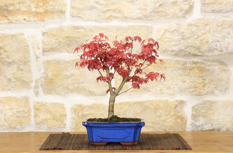 2 - Bonsai di  Acero Palmato Deshojo giapponese in vaso 18 cm