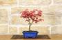 2 - Bonsai di  Acero Palmato Deshojo giapponese in vaso 18 cm