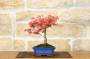 3 - Bonsai di  Acero Palmato Deshojo giapponese in vaso 18 cm