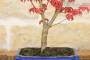 4 - Bonsai di  Acero Palmato Deshojo giapponese in vaso 18 cm