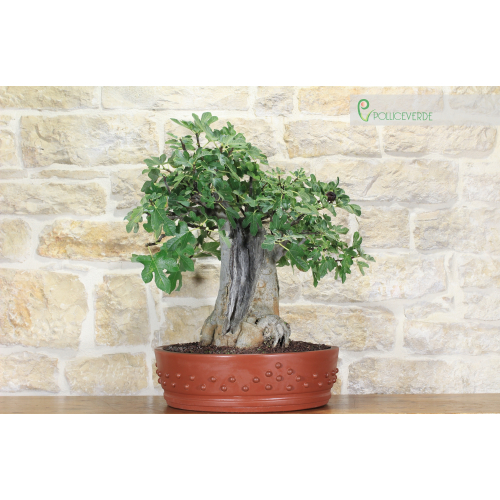 Fig bonsai tree (59)