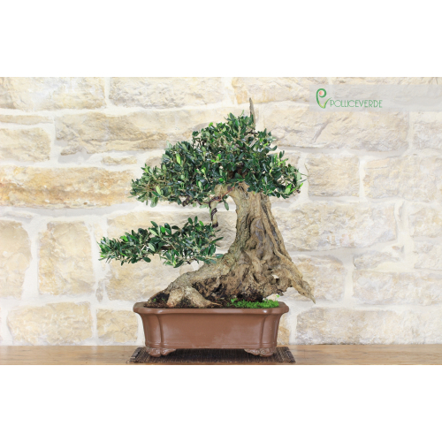 Olive bonsai tree (126)