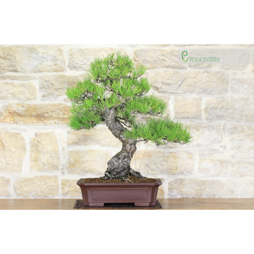 Black Thunbergii Pine bonsai tree (31)