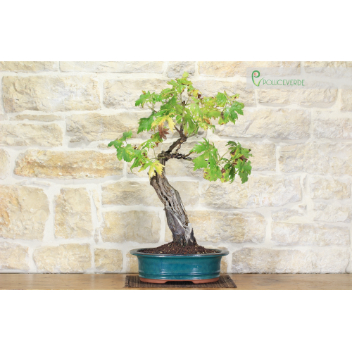 Vine bonsai tree (85)