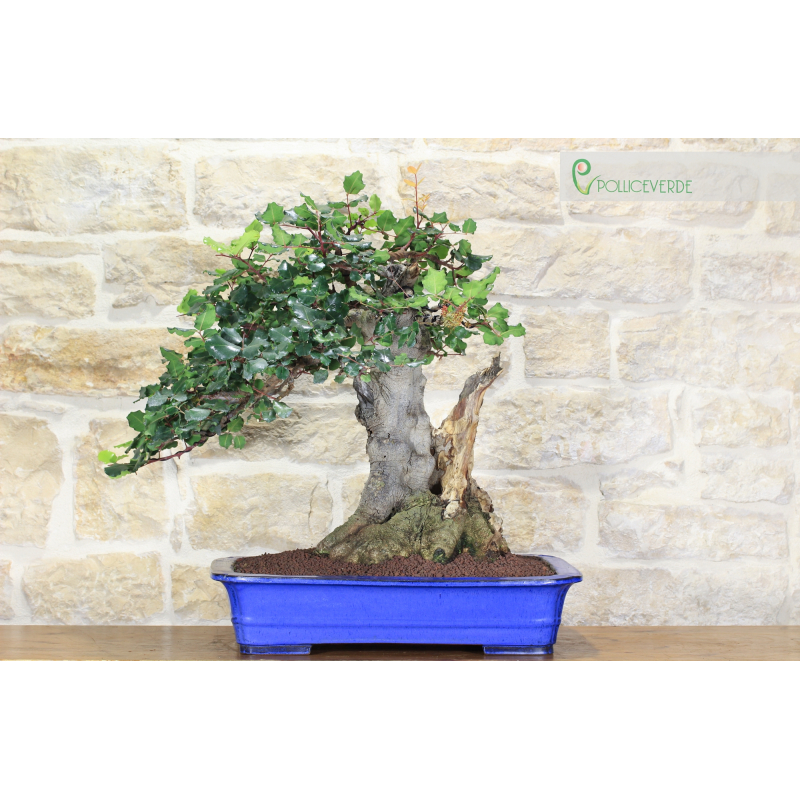 Carob bonsai tree (55)