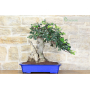 Caroubier bonsaï (55)