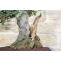 Carob bonsai tree (55)