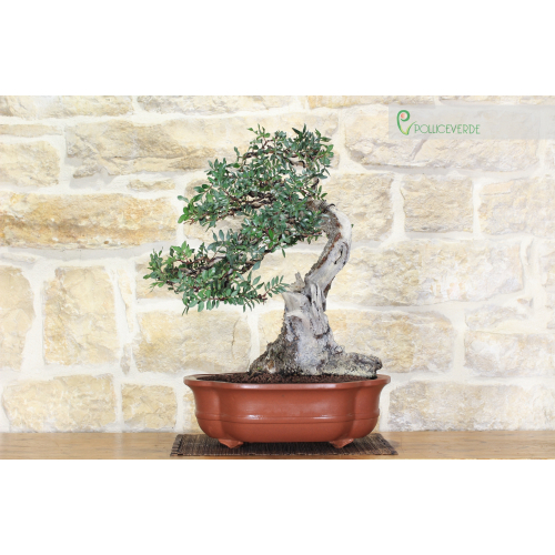 Lentisk bonsai tree (51)