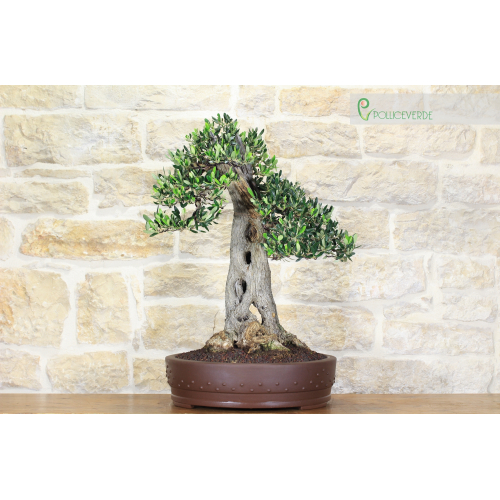 Olive bonsai tree (130)