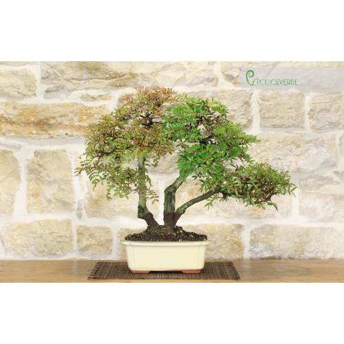 Lentisque bonsaï (54)