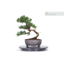 Tavolino girevole per lavorazione bonsai - diametro 35 cm.