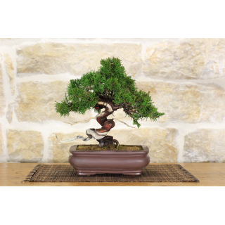 Juniper Itoigawa bonsai tree (66)