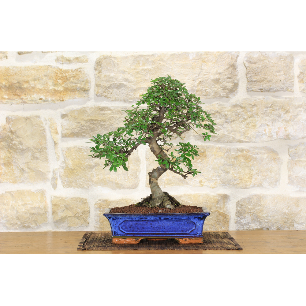Chinese Elm bonsai tree (106)