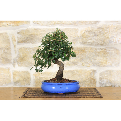 Cork bonsai tree (33)