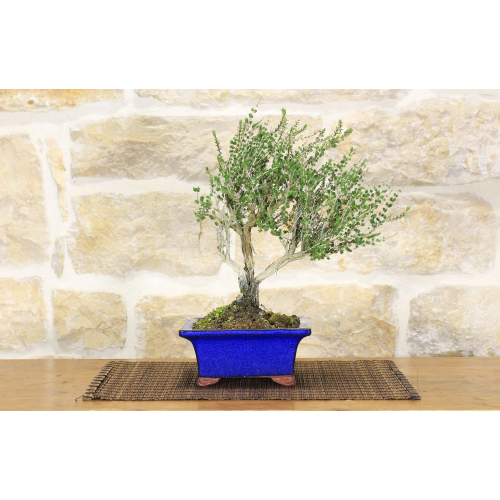 Thyme bonsai tree (35)
