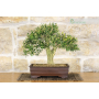 Harlandii Boxwood bonsai tree (19)