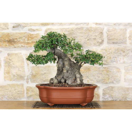 Phillyrea bonsai tree (23)