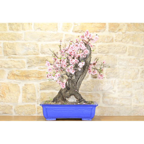 Almond bonsai tree (4)