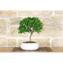 Pepper bonsai in low bowl