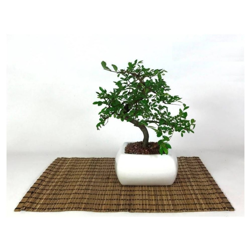 Elm bonsai in white square pot cm. 15