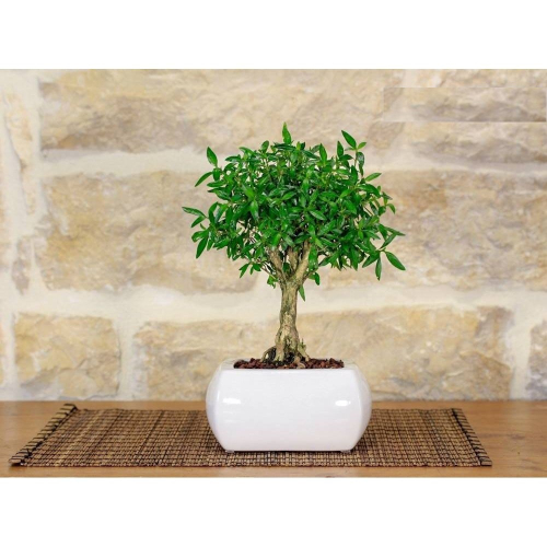 Serissa bonsai tree in a square white pot
