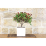 Photinia nana bonsai tree in a white cubic pot