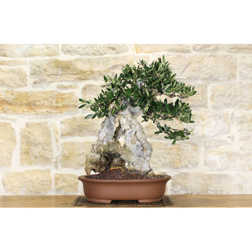 Olive bonsai tree (136)