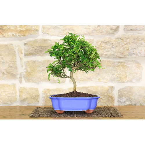 Pepper bonsai tree (63)