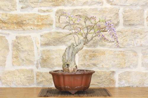 2 - Bonsai di Glicine (24)